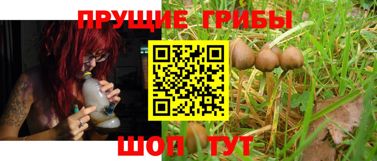 Галлюциногенные грибы Psilocybe Клинцы